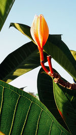 Close-up of orange flower
