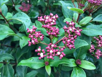 Close-up of fresh pink flowers blooming outdoors