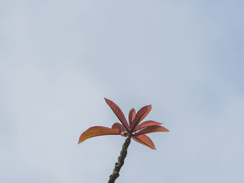Close-up of red flowering plant against clear sky