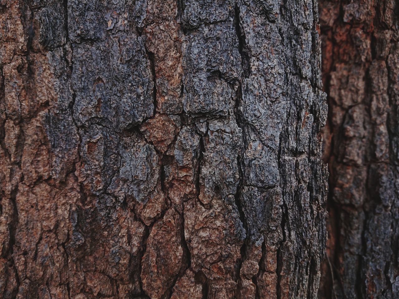 CLOSE-UP OF TREE BARK