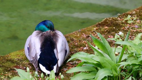 Bird perching on plant