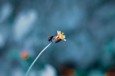 Close-up of insect on flower