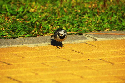 View of bird perching on a plant