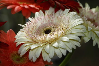 Close-up of white flowers blooming outdoors