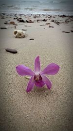 Close-up of purple flower on beach