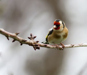 Close-up of bird perching on branch