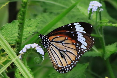 Butterfly pollinating flower