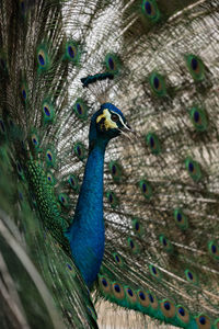 peacock