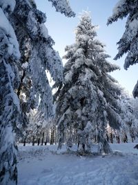 Trees on snow covered landscape against sky