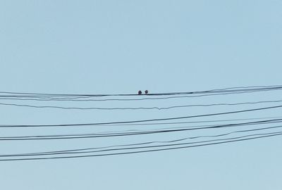 Low angle view of birds flying against clear sky