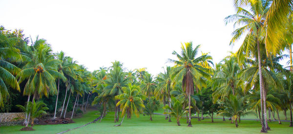 Palm trees against clear sky