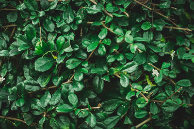 Full frame shot of leaves