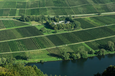 High angle view of trees