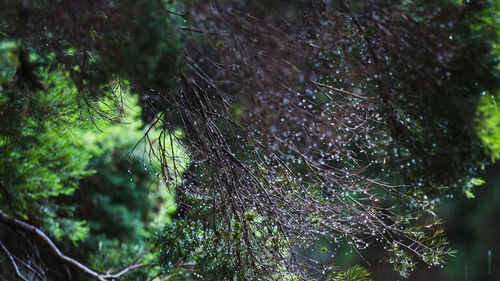 Low angle view of spider web on tree in forest