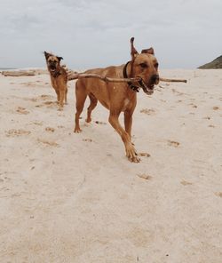 Portrait of dog standing on beach