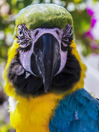 Close-up of a parrot