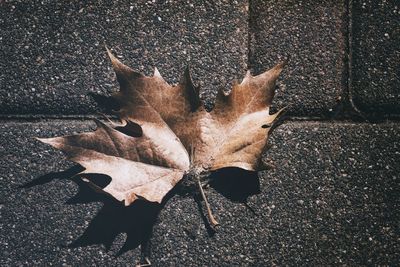 High angle view of dried maple leaf