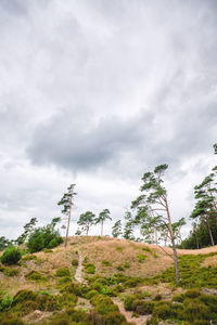 Low angle view of trees against sky