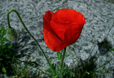 Close-up of red wet poppy blooming outdoors