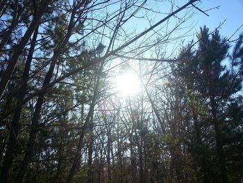 Low angle view of trees against sky