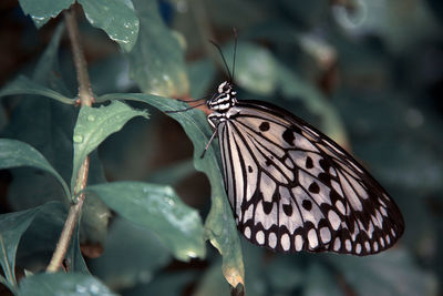 Close-up of butterfly on leaf