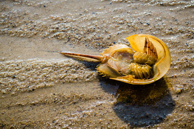 Close-up of crab on beach