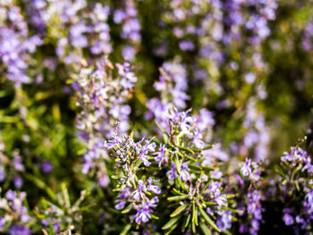 Close-up of flowers