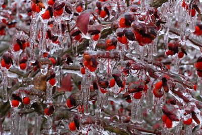 Full frame shot of frozen berries