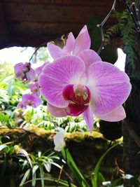 Close-up of flowers blooming outdoors