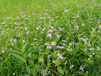 Close-up of white flowering plants on field