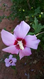 Close-up of pink flower on field