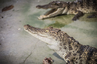 Close-up of a reptile on the sea