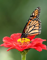 beauty in nature