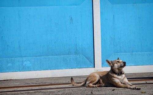 View of a dog resting