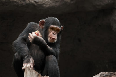 Close-up of chimpanzee sitting outdoors