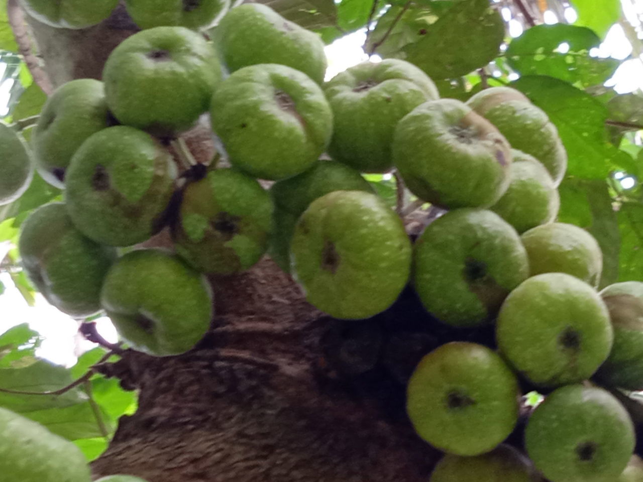CLOSE-UP OF FRUITS GROWING ON PLANT