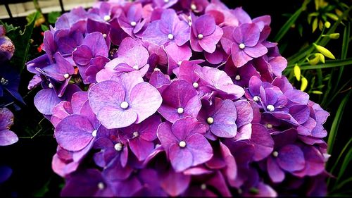 Close-up of pink flowers