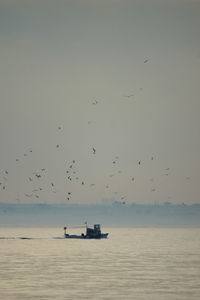 Birds flying over sea