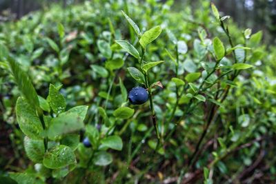 Close-up of plants on plant