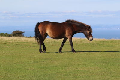 Horse standing on field against sky