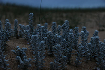 Close-up of plants on field