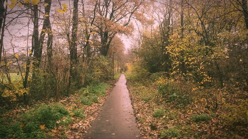 Road amidst trees in forest during autumn