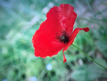 Close-up of insect on red poppy