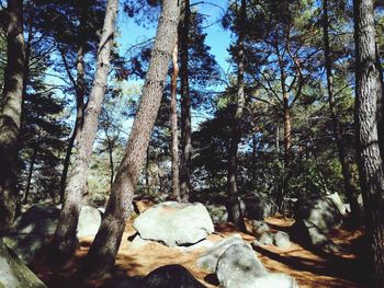 Low angle view of trees in forest