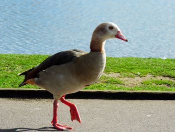 Close-up of bird perching on lake