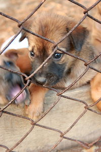 Close-up of dog seen through chainlink fence