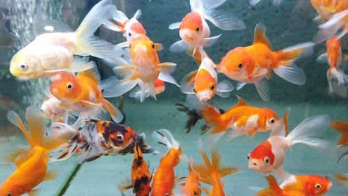 View of fish swimming in sea