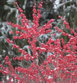 Close-up of red flowering plant in winter
