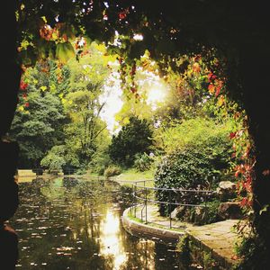 Reflection of trees in water against sky