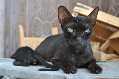 Portrait of black cat sitting on wood